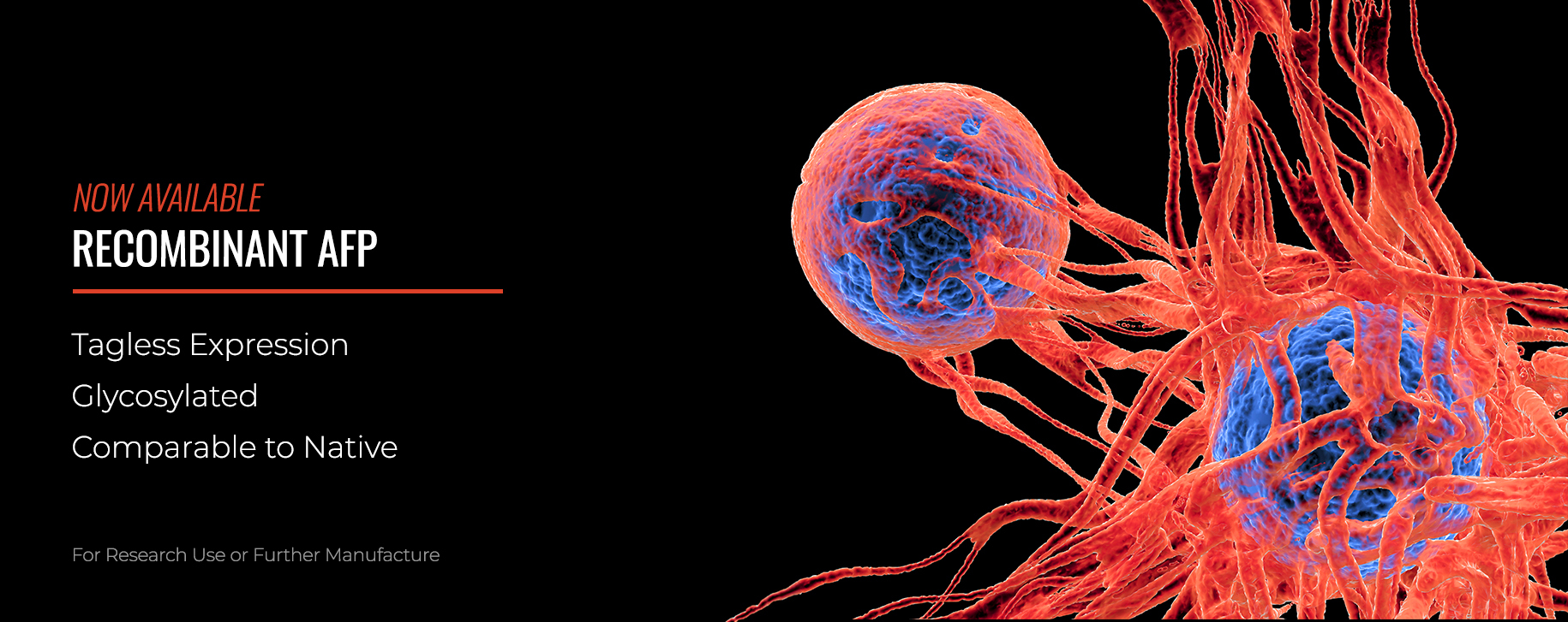 Recombinant AFP